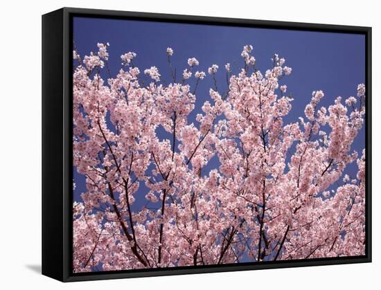 Cherry Blossoms-null-Framed Stretched Canvas