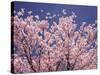 Cherry Blossoms-null-Stretched Canvas