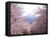 Cherry Blossoms-null-Framed Stretched Canvas