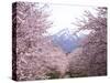 Cherry Blossoms-null-Stretched Canvas