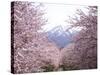 Cherry Blossoms-null-Stretched Canvas