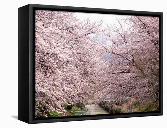 Cherry Blossoms-null-Framed Stretched Canvas