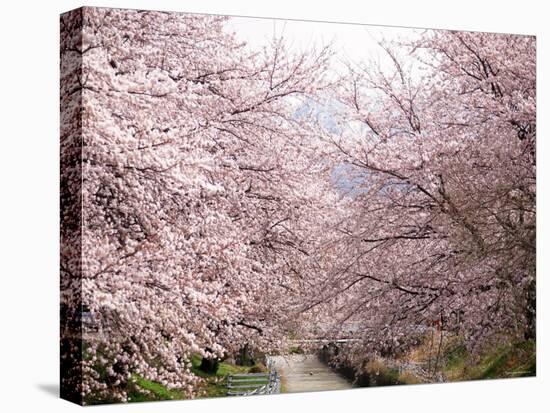 Cherry Blossoms-null-Stretched Canvas