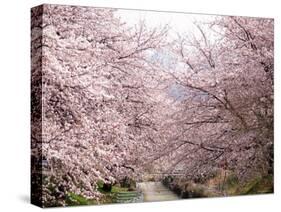 Cherry Blossoms-null-Stretched Canvas