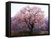 Cherry Blossoms-null-Framed Stretched Canvas