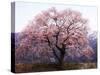 Cherry Blossoms-null-Stretched Canvas