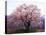 Cherry Blossoms-null-Stretched Canvas