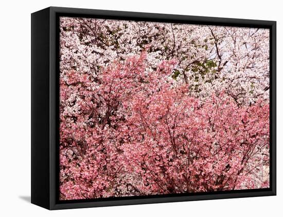 Cherry Blossoms-null-Framed Stretched Canvas