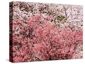 Cherry Blossoms-null-Stretched Canvas