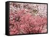 Cherry Blossoms-null-Framed Stretched Canvas