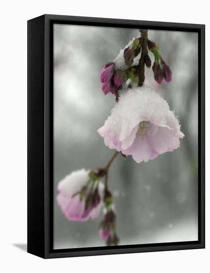 Cherry Blossoms-null-Framed Stretched Canvas