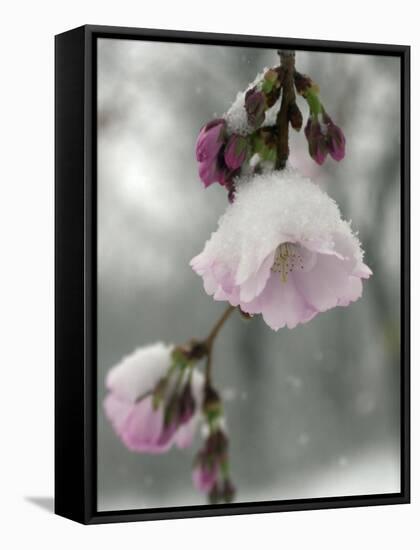 Cherry Blossoms-null-Framed Stretched Canvas