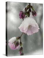 Cherry Blossoms-null-Stretched Canvas