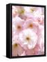 Cherry blossoms-Kiyoshi Miyagawa-Framed Stretched Canvas