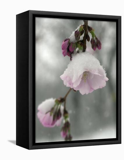 Cherry Blossoms-null-Framed Stretched Canvas