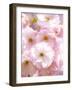 Cherry blossoms-Kiyoshi Miyagawa-Framed Photographic Print