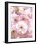 Cherry blossoms-Kiyoshi Miyagawa-Framed Photographic Print