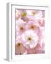 Cherry blossoms-Kiyoshi Miyagawa-Framed Photographic Print