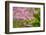 Cherry Blossoms-ckchiu-Framed Photographic Print