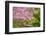 Cherry Blossoms-ckchiu-Framed Photographic Print