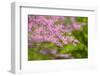 Cherry Blossoms-ckchiu-Framed Photographic Print