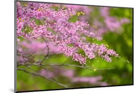 Cherry Blossoms-ckchiu-Mounted Photographic Print