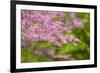 Cherry Blossoms-ckchiu-Framed Photographic Print