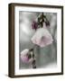 Cherry Blossoms-null-Framed Photographic Print