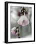 Cherry Blossoms-null-Framed Photographic Print