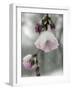 Cherry Blossoms-null-Framed Photographic Print