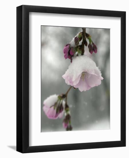 Cherry Blossoms-null-Framed Photographic Print