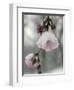 Cherry Blossoms-null-Framed Photographic Print