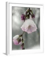 Cherry Blossoms-null-Framed Photographic Print