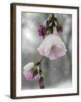 Cherry Blossoms-null-Framed Photographic Print