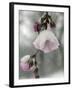 Cherry Blossoms-null-Framed Photographic Print