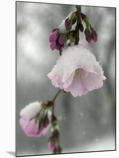 Cherry Blossoms-null-Mounted Photographic Print