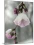 Cherry Blossoms-null-Mounted Photographic Print