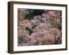 Cherry Blossoms-null-Framed Photographic Print