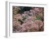 Cherry Blossoms-null-Framed Photographic Print