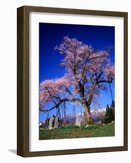 Cherry Blossoms-null-Framed Photographic Print