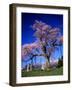 Cherry Blossoms-null-Framed Photographic Print