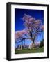 Cherry Blossoms-null-Framed Photographic Print