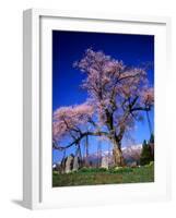 Cherry Blossoms-null-Framed Photographic Print