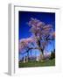 Cherry Blossoms-null-Framed Photographic Print