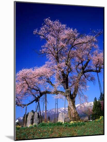 Cherry Blossoms-null-Mounted Photographic Print