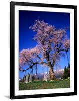 Cherry Blossoms-null-Framed Photographic Print