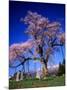 Cherry Blossoms-null-Mounted Photographic Print