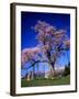 Cherry Blossoms-null-Framed Photographic Print