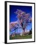 Cherry Blossoms-null-Framed Photographic Print