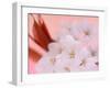 Cherry Blossoms-null-Framed Photographic Print